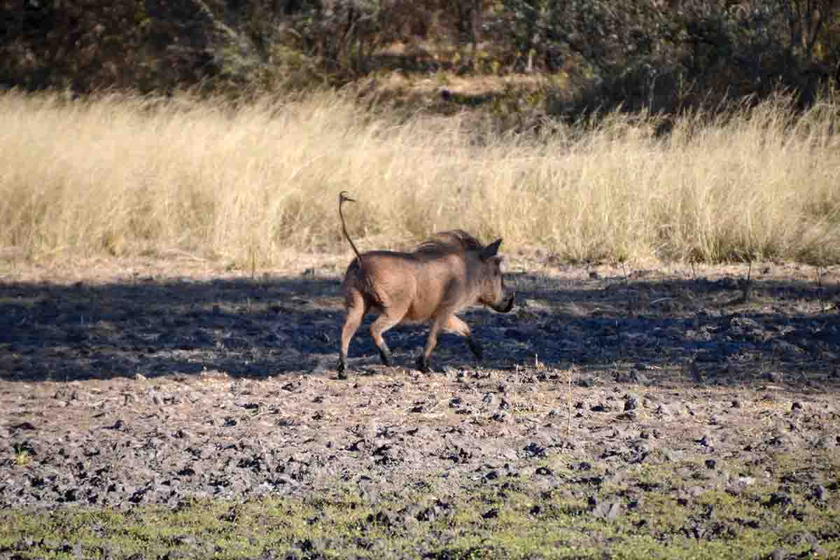 Warthogs are sure to visit a waterhole at midday.